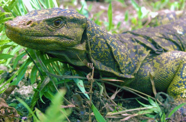 Biólogos anunciaram a descoberta de uma espécie de lagarto que pode medir até dois metros, nas Filipinas.
