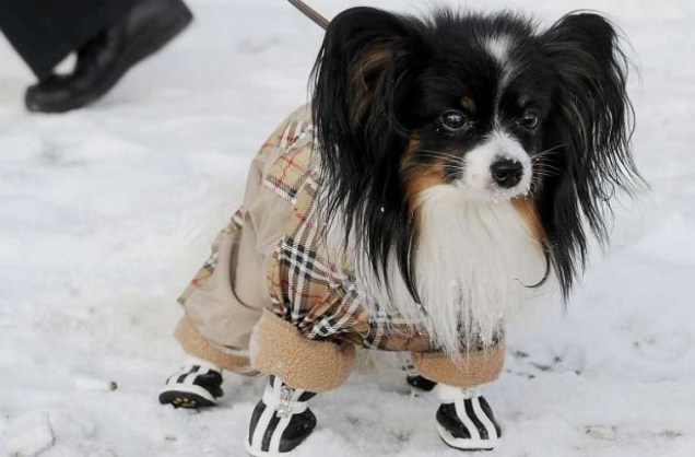Cachorro se protege do frio de -22º, na Rússia.
