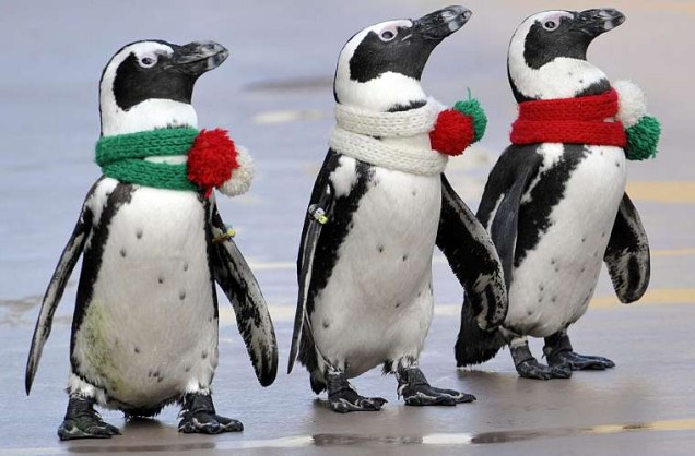 Pinguins são vestidos para show natalino em centro aquático de Yokohama, no Japão.