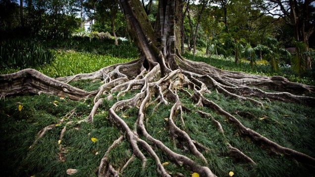 Raízes da Ficus Misorensys no Sítio Roberto Burle Marx, em Guaratiba