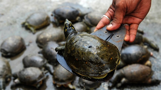 Polícia indiana exibe tartarugas apreendidas na estação ferroviária de Nova Jalpaiguri nos arredores de Siliguri, na Índia