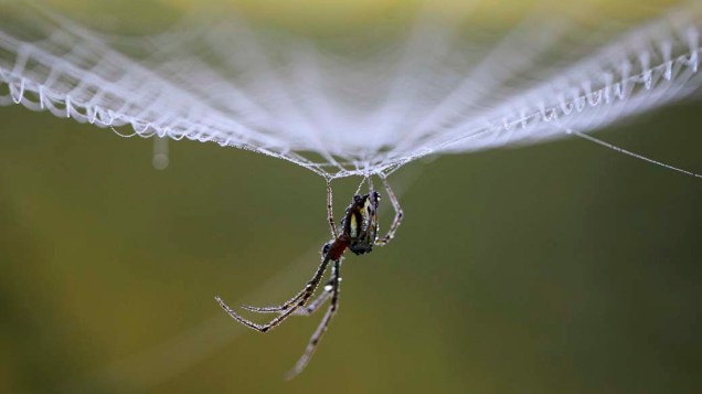 Orvalho em teia de aranha durante a manhã em Lalitpur, no Nepal