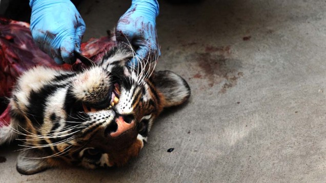 Após a morte de dois tigres e dois leões no zoológico de Bangalore, na Índia, um veterinário realiza autópsia nos animais