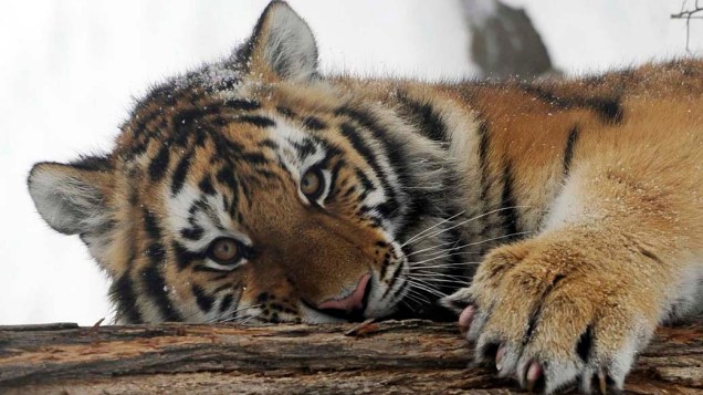 Tigre siberiano, de 18 meses, no zoológico de Skopje, na Macedônia
