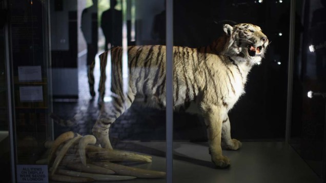 Tigre empalhado é exibido na exposição "Endangered Species” no zoológico de Londres. A mostra visa combater o comércio ilegal de espécies em extinção