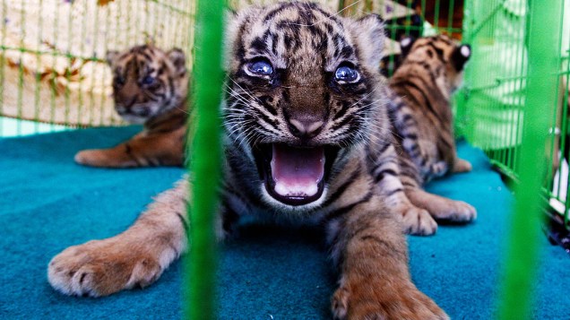 Três filhotes de tigre descansam dentro de uma jaula no zoológico de Medan, na Indonésia