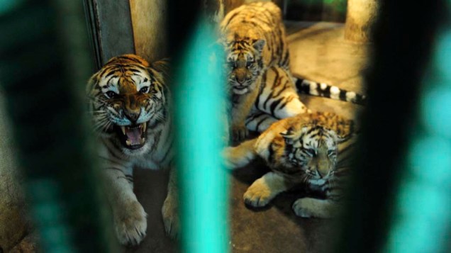 Tigres siberianos são vistos dentro de suas jaulas no “Siberian Tiger Forest Park” em Harbin, China