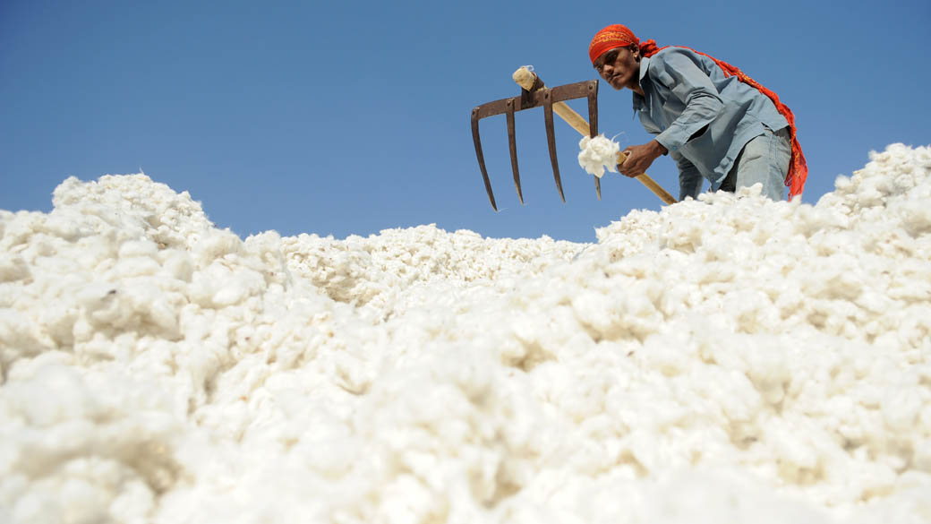 Trabalhador separa algodão em indústria de Dhrangadhra, Índia