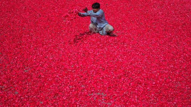 Homem espalha pétalas de rosas, que serão usadas para produzir incenso, em Lahore, no Paquistão