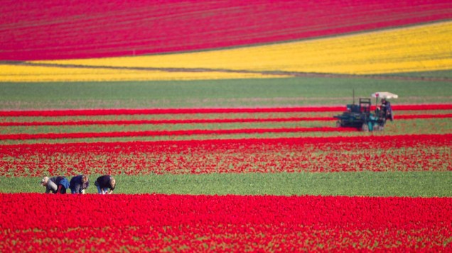 Campo de tulipas em Schwaneberg, Alemanha
