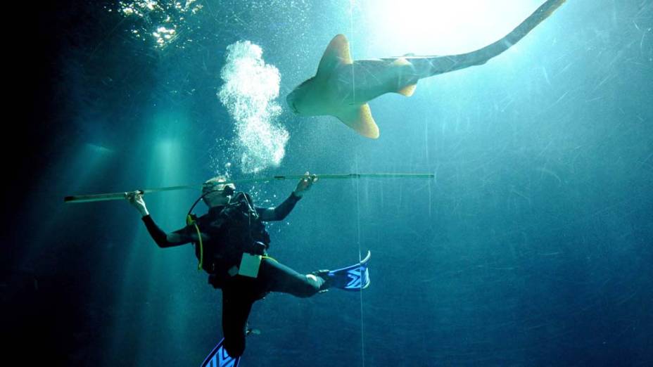 Mergulhador tenta medir um tubarão no aquário do zoológico Hagenbeck em Hamburgo, na Alemanha