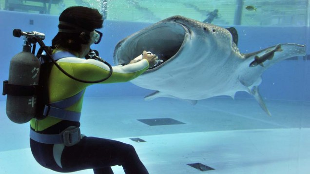 Em Tóquio, treinador alimenta um tubarão-baleia no aquário Hakkeijima Sea Paradise