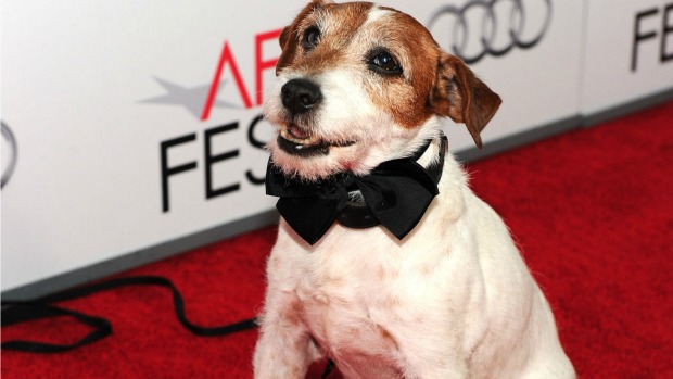O cão Uggie, do filme O Artista, no tapete vermelho do Globo de Ouro
