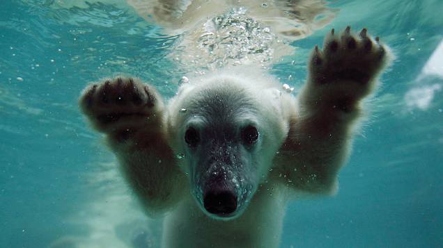 A pequena filhote de urso polar batizada de Anori foi fotografada nesta quarta-feira em sua ala no zoológico de Wuppertal, na Alemanha