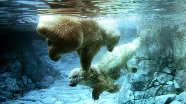 Os ursos polares Liya (à esquerda) e Nelson nadam na piscina do parque "World Water", em Brisbane, na Austrália