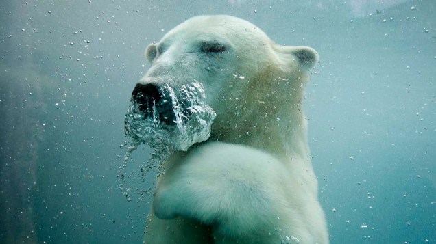 Urso polar em zoológico de vida selvagem no Quebéc, no Canadá