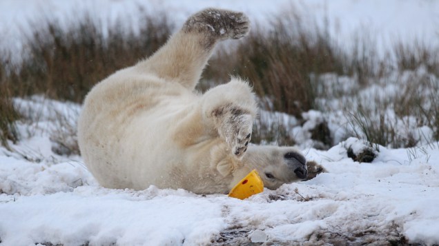Urso polar brinca com capacete no Parque de Vida Selvagem Highland em Kingussie, Reino Unido