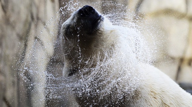 Urso polar toma banho no zoológico Hagenbeck, em Hamburgo (norte da Alemanha)