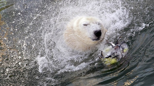 Urso polar brinca na água em zoológico de Budapeste, na Hungria