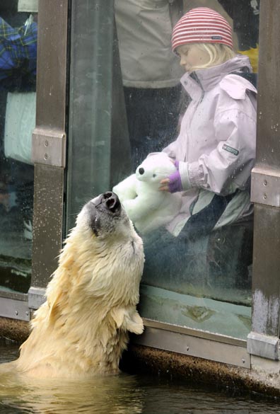 O famoso urso polar Knut interage com visitante no zoológico de Tiergarten, Berlim