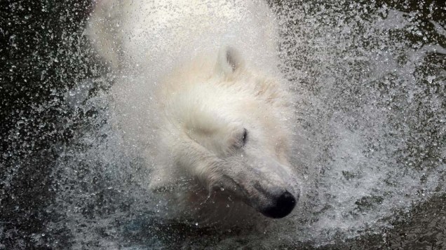 Urso polar no zoológico de Praga, República Tcheca