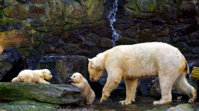 Urso polar com seus filhotes no zoológico de Rhenen, Holanda
