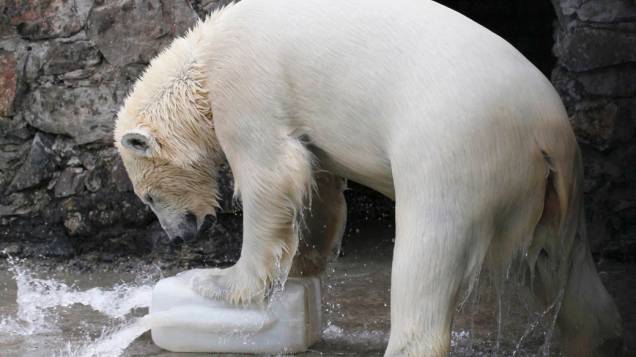 Ursa polar Aurora brinca com garrafa dágua, na Rússia