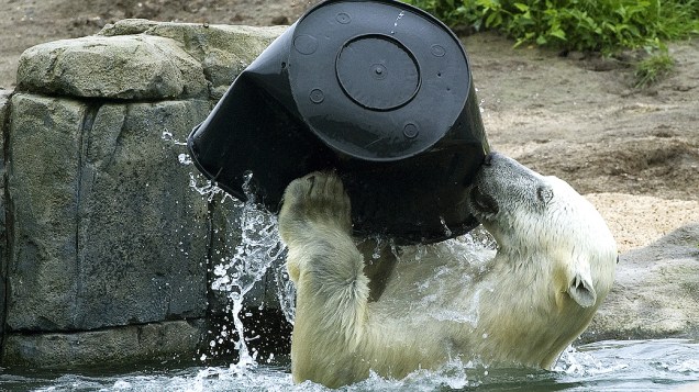 Urso polar brinca com balde no zoológico Blijdorp, em Rotterdam, na Holanda