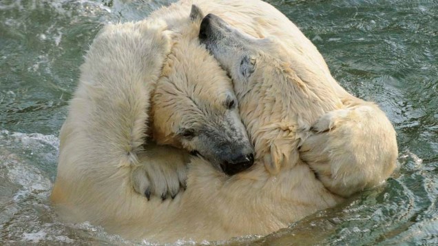 Ao se encontrarem pela primeira vez no zoológico de Hannover, na Alemanha, os ursos polares Nanuq e Sprinter disputam território