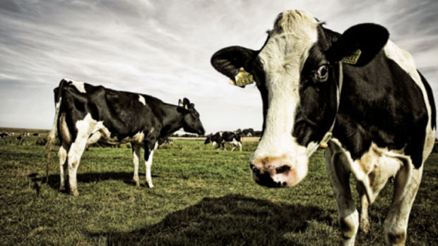 Gado bovino: emissões de gases contribuem para o aquecimento global