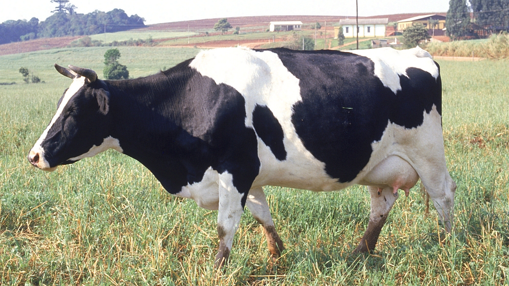 vaca da raça normanda, em Maraú, no Rio Grande do Sul