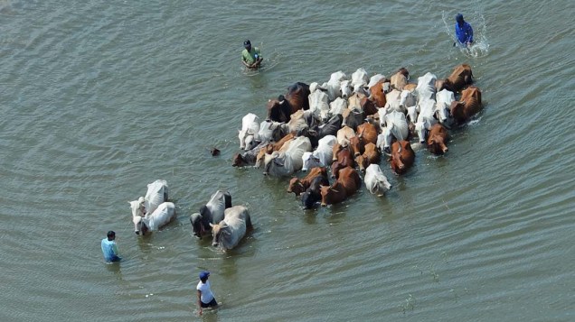 Homens conduzem rebanho de vacas em área alagada em Ayutthaya, Tailândia