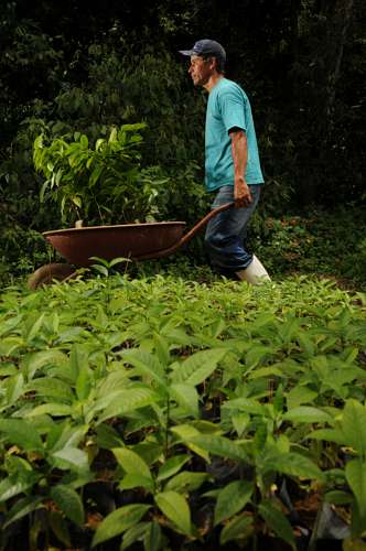 Gilberto Antonio da Silva é um dos funcionários da reserva e participa dos projetos de reflorestamento.