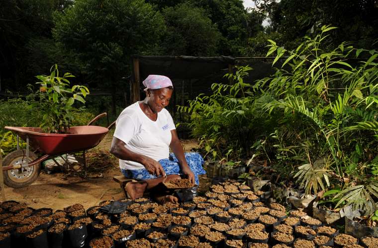Marli Conceição prepara sacolas plásticas com sementes coletadas de regiões preservadas da Mata Atlântica.