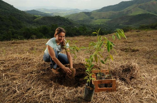 A engenheira florestal Aline Damasceno planta uma muda de ipê.