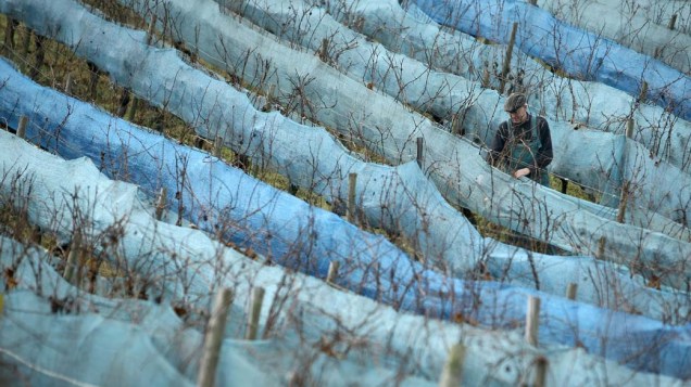 Viticultor controla crescimento de uvas em vinhedo na cidade de Dromershein, Alemanha