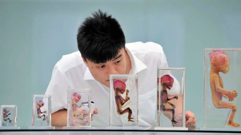 Chinês observa fetos na exposição “Mysterious Life”, em Dailian, província de Liaoning