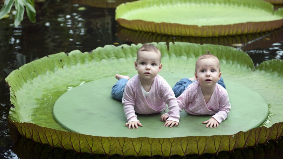 Bebês descansam em uma vitória-régia em zoológico de Roterdã, Holanda