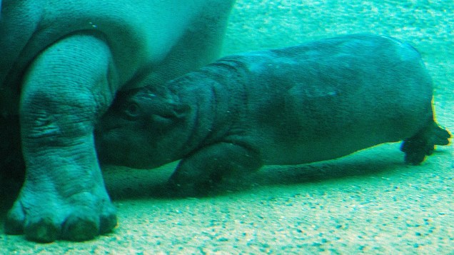 Mamãe hipopótamo alimenta seu filhote no zoológico de Berlim na Alemanha