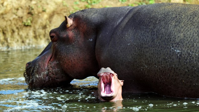 Bebê hipopótamo boceja em zoológico, na França