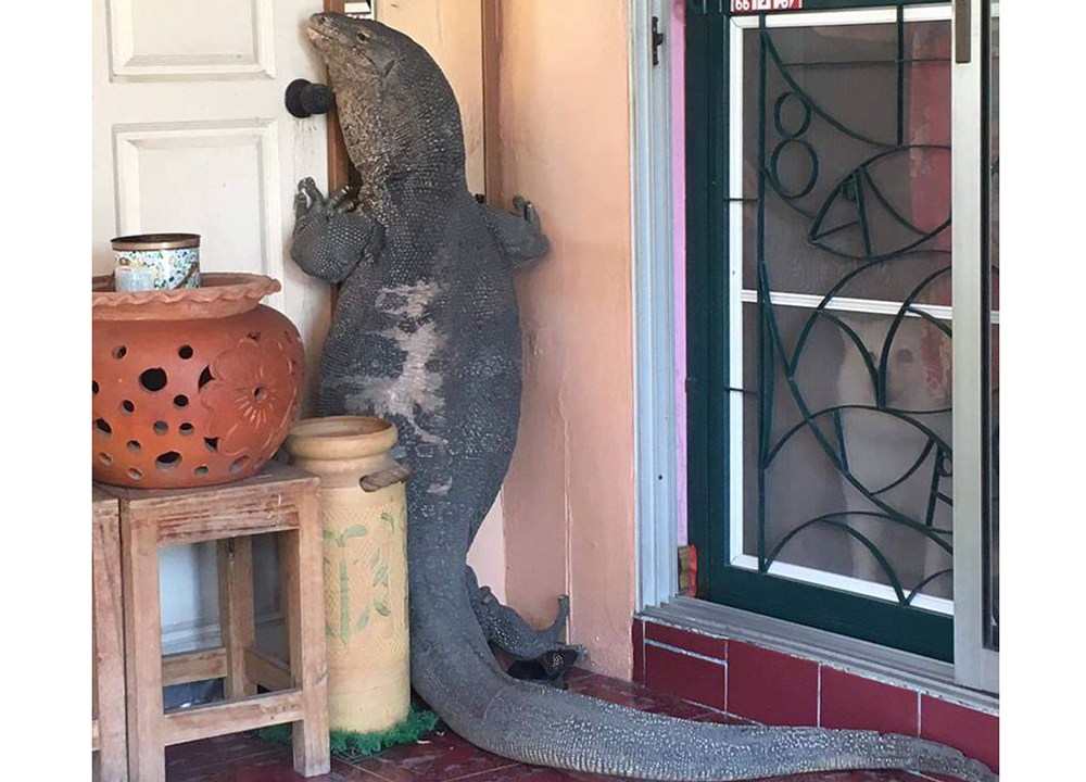 Família se depara com lagarto gigante na porta da casa onde moram, em Bangkok, na Tailândia