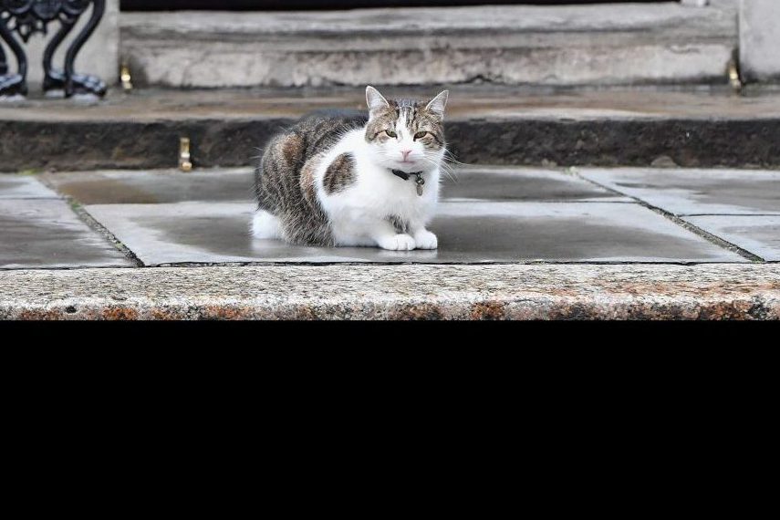 Larry, o gato que fica na casa do primeiro-ministro