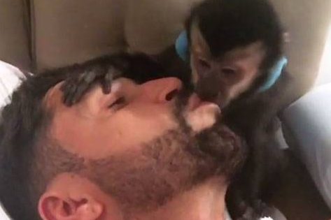 Latino em beijão com macaco Twelves