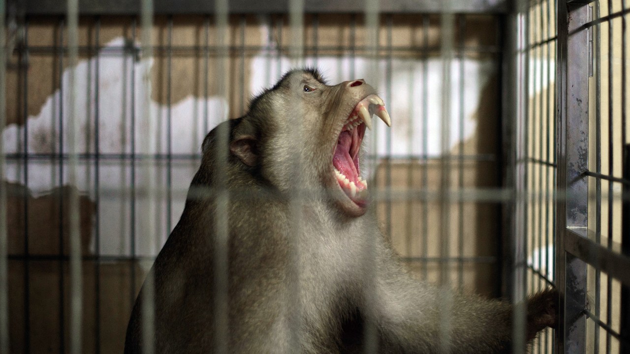 Macaco de estimação é mantido em jaula em Kuala Lumpur