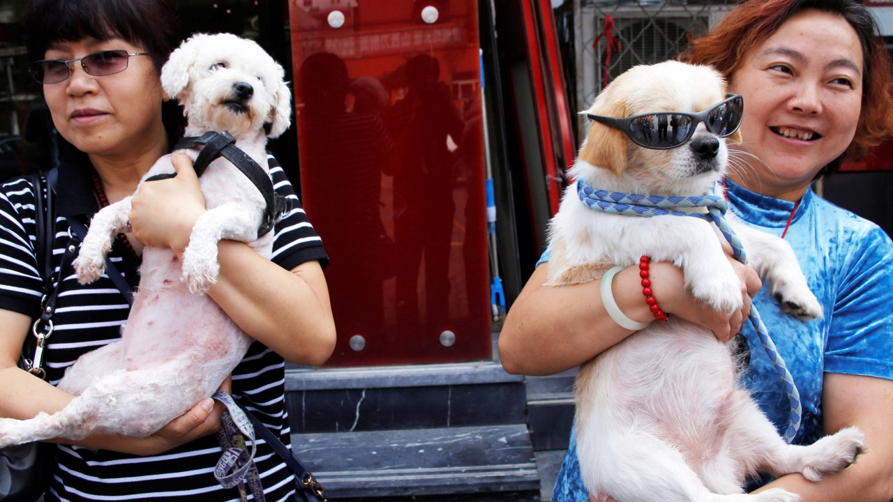 Ativistas seguram cães que foram resgatados de um comerciante que vendia carnes de cachorros, antes do Yulin Festival, na China - 10/06/2016
