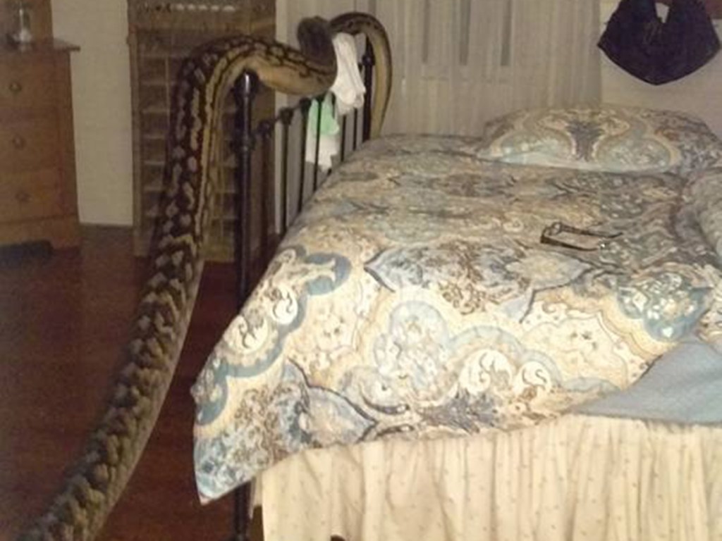 Cobra gigante invade casa em Mission Beach na Austrália
