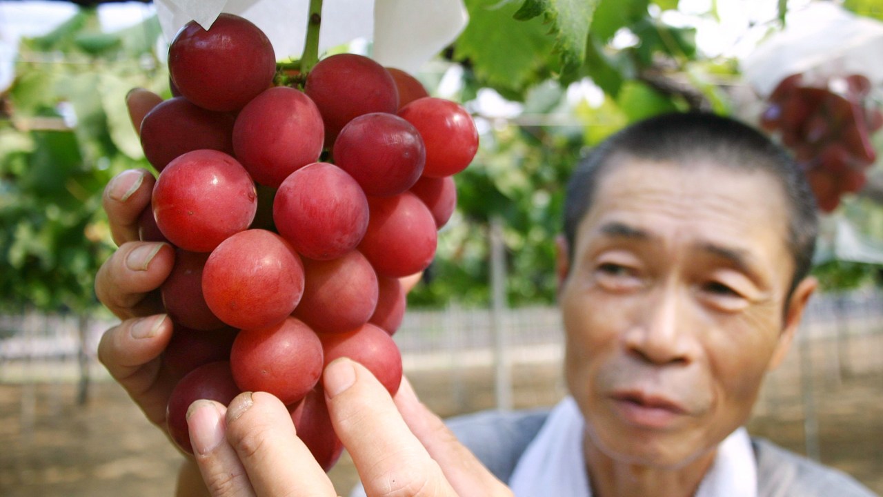Fazendeiro japonês exibe um cacho de uvas 'ruby romanas' na Prefeitura de Ishikawa, no norte do Japão