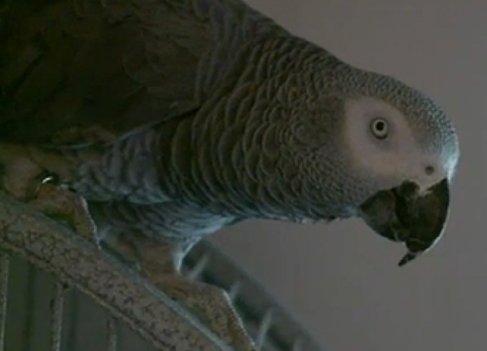 Justiça decide se papagaio será usado como evidência em crime de assassinato, nos Estados Unidos