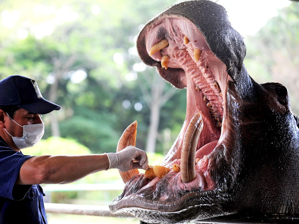 Hipopótamo que pertenceu ao traficante colombiano, Pablo Escobar, passa por procedimento odontológico, em Medelin