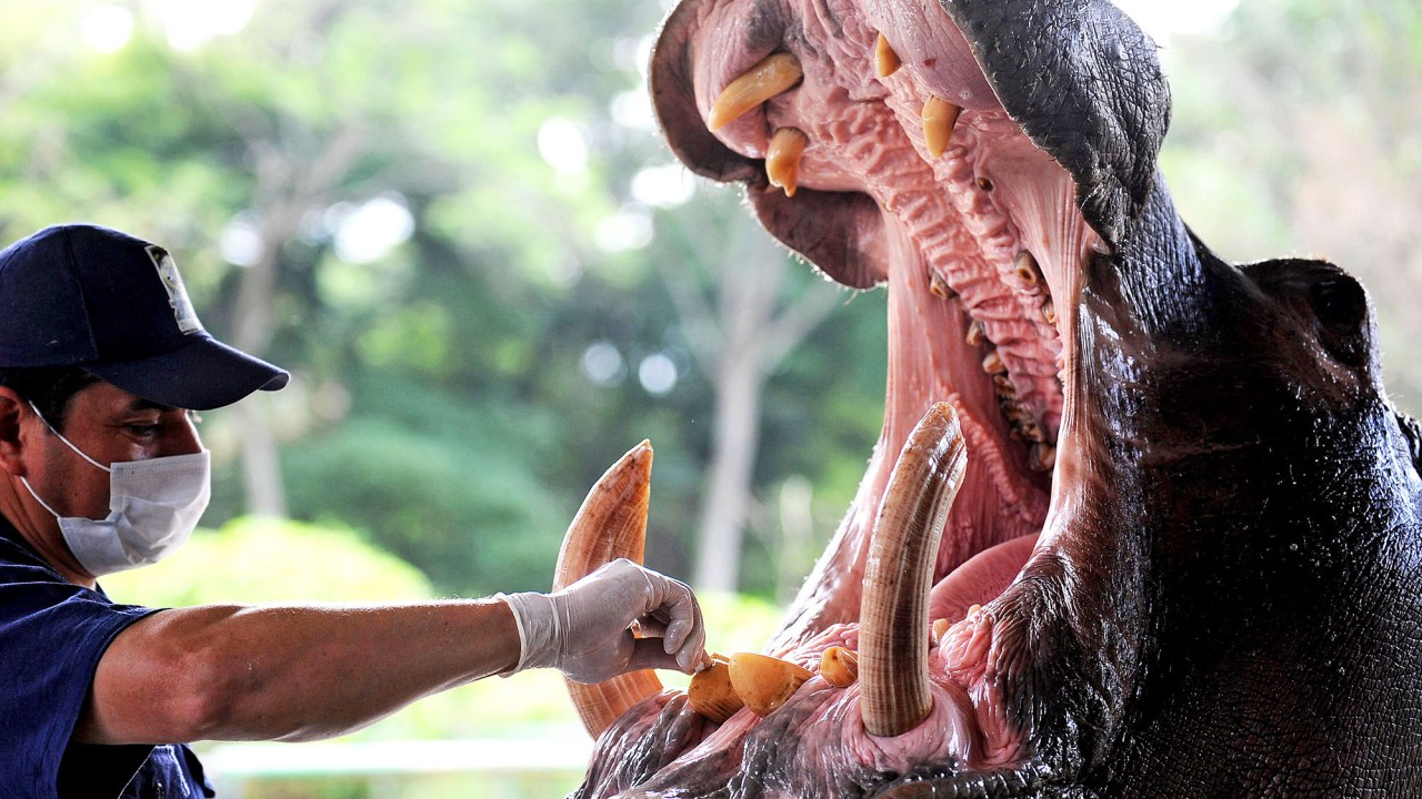 Hipopótamo que pertenceu ao traficante colombiano, Pablo Escobar, passa por procedimento odontológico, em Medelin